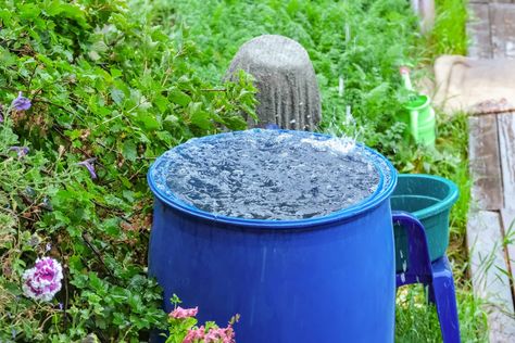 Collecting Rainwater, Collect Rainwater, Make A Bird Feeder, Go To Jail, Water Collection, Rainwater Harvesting, Rain Barrel, Rain Water Collection, Self Watering Planter