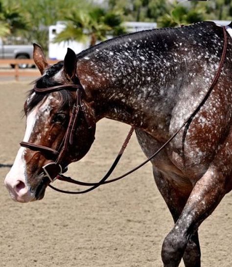 Unusual colored horse.silver dapple dunskin snowflake Unusual Horse, Horse Markings, Rare Horses, Appaloosa Horses, Most Beautiful Animals, All The Pretty Horses, Horse Crazy, Clydesdale, Horse Life