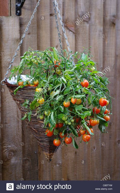 Red cherry tomato in hanging basket Stock Photo Tomato Hanging Basket, Hanging Vegetables, Diy Carpentry Projects, Hanging Tomato Plants, How To Grow Cherries, Country Home Garden, Growing Cherry Tomatoes, Farm Vibes, Garden Baskets