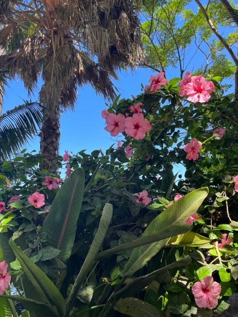 Spain Flowers, Cadiz Spain, Cadiz, Vintage Summer, Good Vibes, Travel Photos, Hibiscus, Piercings, Spain