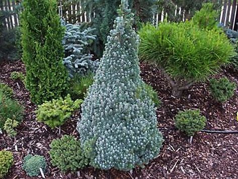 Rock Terrace, Conifer Garden, Picea Glauca, Alberta Spruce, Evergreen Landscape, Colorado Blue Spruce, Conifers Garden, Spruce Tree, Beautiful Trees