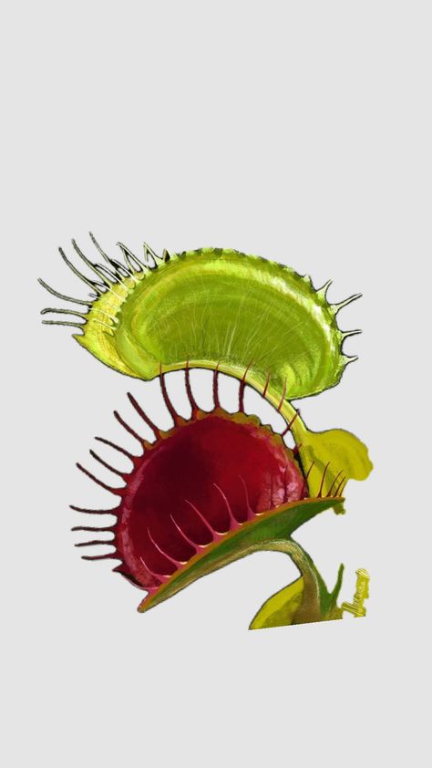 Venus Flytrap Plant, Single Page Website, Weird Plants, Fungal Nail, Plant Fungus, Venus Fly Trap, Fly Traps, Plant Aesthetic, 2 Ingredient