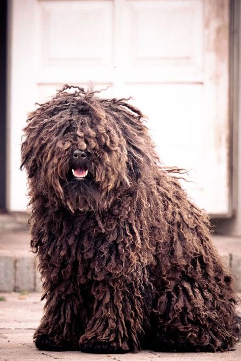 Top 7 Rarest Dog Breeds You Might Not Know About | PetPress Hungarian Puli, Komondor Dog, Northern Inuit Dog, Mop Dog, Puli Dog, Hungarian Dog, Karelian Bear Dog, Spanish Water Dog, Shaggy Dog