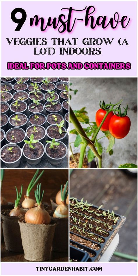 Impress your friends with these nine vegetables that can be easily grown indoors. Perfect for container gardening, these veggies will thrive in your home and provide fresh, healthy produce. Learn how to start your indoor garden today. How To Start An Indoor Garden, Indoor Planting Vegetables, Apartment Vegetable Garden Indoor, Container Gardening Indoor, How To Grow Vegetables Indoors, Home Garden Tips, Food You Can Grow Indoors, Gardening For Renters, Indoor Vegetable Gardening Apartments