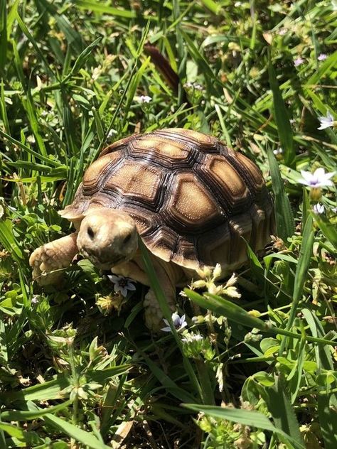 Tortoise Photography, Fav Animal, Turtle Stuff, Cute Tortoise, Amazing Frog, Sulcata Tortoise, Cutee Animals, Wildlife Reserve