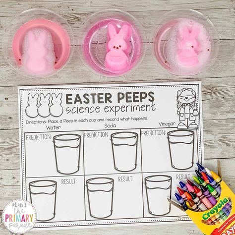 March Science Preschool, 4th Grade Easter Party Ideas, Easter Egg Science Experiment, Easter Peeps Science Experiment, Easter Themed Science Experiments, Peeps Experiment For Kids, Easter Stem Activities For Kindergarten, Peep Experiment For Kids, April Activities For Preschoolers