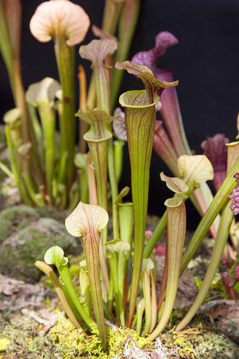 Pitcher plants are carnivorous plants that grow in wetland locations. If you want to add these unique plants to your own bog garden, you'll need to understand their distinctive needs. Learn more about pitcher plants and how to grow and care for them now on Gardener's Path. #pitcherplants #carnivorousplants #gardenerspath Pitcher Plant Care, Carnivore Plants, Purple Pitcher Plant, Carnivorous Pitcher Plant, Garden Transformation, Pitcher Plants, Bog Garden, Venus Flytrap, Fly Trap