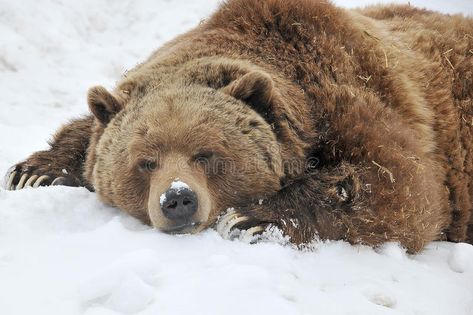 Sleeping grizzly bear. In winter day , #SPONSORED, #grizzly, #Sleeping, #bear, #day, #winter #ad Cool Animals, Kodiak Bear, Baby Panda Bears, Moon Bear, Grizzly Bears, Sleeping Animals, Golden Moon, Animals Photography, Bear Cute