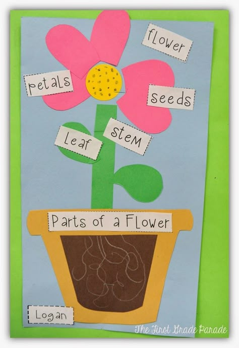 Plants Aplenty!  Perfect lesson ideas/pictures for teaching plants in kindergarten.  (Read blog) Plant Unit Kindergarten, Teaching Plants, Plants Kindergarten, First Grade Parade, Kindergarten Units, Spring Lessons, Spring Kindergarten, Plants Unit, Plant Activities