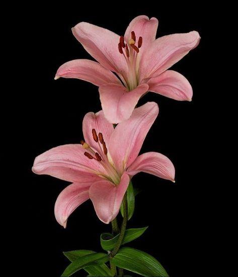 Tree Lily, Lilies Drawing, Flowers Black Background, Pink Lilies, Natural Form Art, Lilly Flower, Stargazer Lily, Flower Icons, Rose Lily