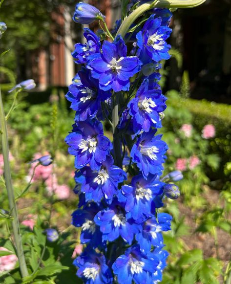 Blue Delphinium Flower Blue Delphinium Flower, Larkspur Delphinium, Delphinium Flower, Delphinium Blue, Island Bed, Palm Tree Fruit, Delphinium Flowers, Atlanta Botanical Garden, Blue Delphinium