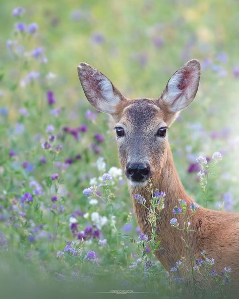 Deer Female, Instagram Reality, Female Deer, Deer Photography, Summer Book, Deer Fawn, Fallow Deer, Roe Deer, Summer Books