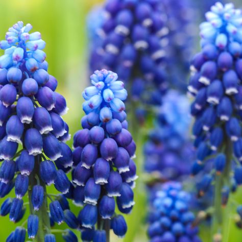 Muscari Flowers, Grape Hyacinth, Hyacinth Flowers, Spring Bulbs, Flower Photos, Front Garden, Outdoor Plants, Dream Garden, Horticulture