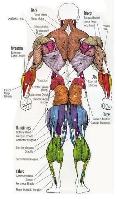 Major muscles of the body, with their COMMON names and SCIENTIFIC (Latin) names YOUR JOB is to DIAGRAM and LABEL the major muscle groups... Gay Illustration, 남성 근육, Human Muscle Anatomy, Trening Sztuk Walki, Human Body Anatomy, Human Anatomy Drawing, Muscle Anatomy, Seni Dan Kraf, Human Anatomy And Physiology