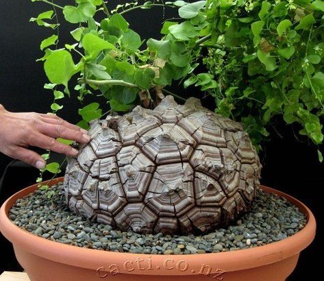 Dioscorea elephantipes elephants foot or Hottentot bread syn Testudinaria elephantipes is a species of flowering plant in the genus Dioscorea of the fam Dioscorea Elephantipes, Pine Seeds, Succulent Species, Bulbous Plants, Succulent Seeds, Weird Plants, Plant Wishlist, Unusual Plants, Bonsai Plants