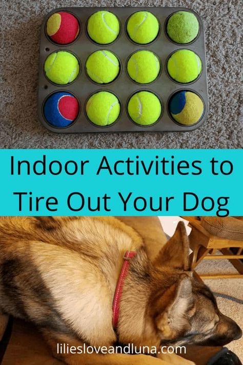 Activities For Dogs, Dog Boredom, Puppy Time, Diy Dog Toys, Dog Enrichment, Dog Games, Dog Brain, Indoor Dog, Dog Activities