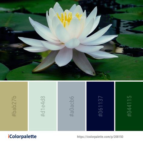 Color Palette ideas from 172 Lotus Images | iColorpalette Water Lily Color Palette, Lotus Colour Palette, Lotus Color Palette, Lily Color Palette, Lotus Flower Colors, Lotus Image, Colours That Go Together, Color Palette Ideas, Lotus Painting