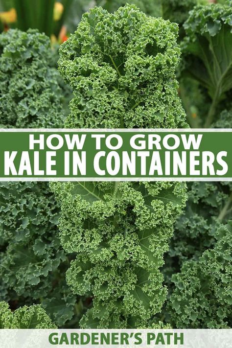 Will kale grow in containers? Yes, it’s easy to grow in pots and you can enjoy its sweet, green flavor right into winter. With fantastic colors and spectacular leaves, this robust veggie adds beauty and health benefits to your container kitchen garden. Learn more now. #containergardening #kale #gardenerspath How To Grow Kale, Patio Planting, Grow Kale, Kale Plant, Growing Kale, Backyard Gardens, Container Kitchen, Container Garden Design, Growing Greens