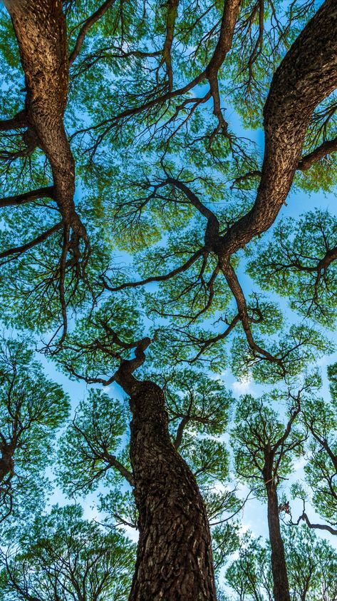 Tree Ring Wallpaper, Crown Shyness Trees, Trees From Below, Sun Shining Through Trees, Crown Shyness, Wald Wallpaper, Trees Aesthetic, Tree Background, Gcse Art Sketchbook