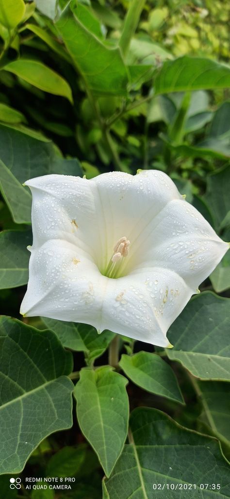 Thorn Apple Flower, Jimsonweed Flower, Devils Snare, Druid Craft, Thorn Apple, Cape Gooseberry, Apple Flowers, Future Garden, Lavender Plant