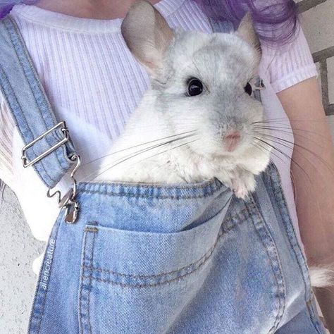 Fairy Animals, Chinchilla Cute, Chinchilla Pet, Chinchillas, Aesthetic Stuff, Cute Creatures, Sweet Animals, Animal Planet, Cute Little Animals