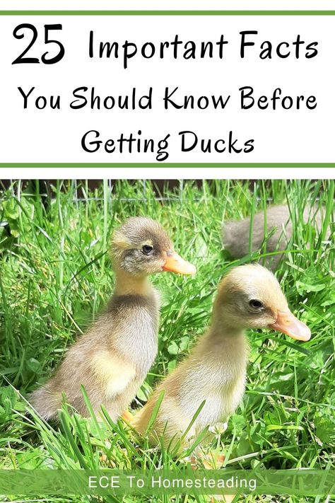 Best Ducks For Pets, Raising Ducks And Chickens Together, Owning A Duck, Backyard Runner Ducks, Raising Baby Ducks, Free Range Ducks, How To Care For Ducks, Duck Breeds Chart, Duck Care For Beginners