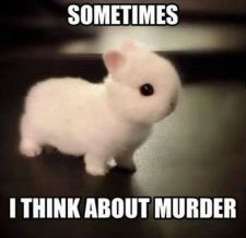 Diy Bunny Toys, Bunny Meme, Funny Rabbit, Cute Bunny Pictures, Pet Bunny, Bunny Pictures, Funny Bunnies, Baby Animals Funny