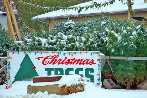 Christmas Tree Farm Pictures, Christmas Tree Lot, Christmas Tree Store, Fashion Christmas Tree, St Monica, Christmas Tree Lots, Christmas Tree Sale, Christmas Musical, Merry Christmas Tree