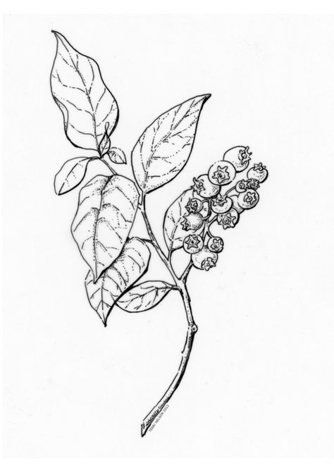 Blueberry Branch Drawing, Blueberry Tattoo Design, Blueberry Line Art, Wild Blueberry Tattoo, Blueberry Drawing Simple, Blueberry Plant Tattoo, Blueberry Bush Tattoo, Blueberry Vine Tattoo, Lingonberry Tattoo