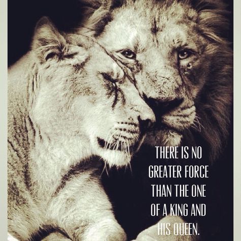 King Queen Quotes, Lion Quote, Power Couple Quotes, Lioness Quotes, Lion Couple, Lion Quotes, Lion Photography, His Queen, Lion Love