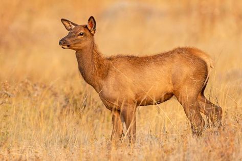 Pictures Of Elk, Elk Herd Photography, Cow Elk, Bull Elk Bugling, Elk Pictures Nature, Calving Season, Elk Photo, Bull Elk, Cow Calf