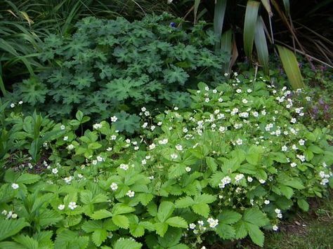 alpine strawberry as border or ground cover Strawberry Ground Cover, Michigan Landscaping, Alpine Strawberry, Gardening Photos, Country Cottagecore, Moon Plant, Alpine Strawberries, Edible Landscape, Tiny Farm