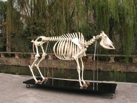 You would think that you would only find cow bones in a juicy steak Cow Skeleton, Cow Aesthetic, Vet Life, Fashion Collaboration, Son Of Zeus, Animal Skeletons, Eating Right, Animal Skull, Real Bones