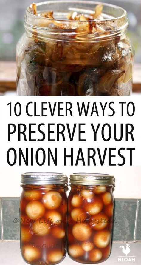 Preserving Onions, Preserve Onions, Dehydrator Recipes Fruit, Onion Benefits Health, Types Of Onions, Pressure Canning Recipes, Low Acid Recipes, Wild Onions, Canned Foods