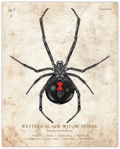 Black Widow Spider Art, Illustrative Spider Tattoo, Spider Scientific Illustration, Herb Tattoo, Spider Card, Spider Illustration, Lithography Prints, Vintage Spider, Victorian Insect Illustrations