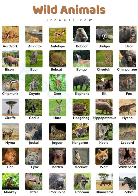 Do you know that there are a lot of wild animals in the world? This article tells you about some of the most famous and interesting wild animals around the world with their pictures and short descriptions. Animals Names In English, Animals Name With Picture, Wild Animals List, Diurnal Animals, Animal Pictures For Kids, Most Dangerous Animals, Funny Animal Faces, Animals Name In English, Animal Infographic