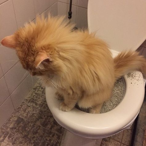 Second Week of Toilet Training: How to return to the previous step Cat Toilet Training, Cats And Cucumbers, Thumbs Up Sign, Cat Plants, Cat Toilet, What Cat, Healthy Cat, Training Kit, Cat Shelves