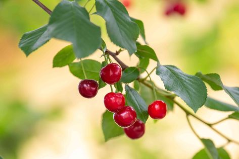 How to Grow and Care a Bing Cherry Tree Planting Cherry Seeds, Cherry Tree From Seed, Prunus Avium, Meyer Lemon Tree, Types Of Shrubs, Flowering Quince, Growing Fruit Trees, Bing Cherries, Tree Seedlings