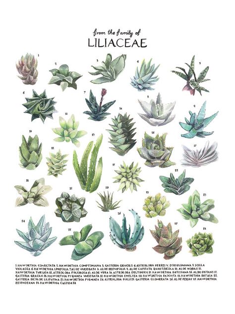 Hanging Succulent Drawing, Watercolour Succulents, Succulent Arrangements Drawing, Succulent Types Of Names Of, Botanical Science, Suculent Plants, Cacti Succulents Poster, Big Indoor Plants, Types Of Succulents Plants