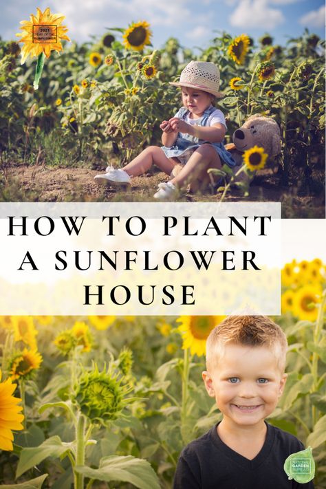 Sunflowers Planting Ideas, Sunflower Garden Ideas, Sunflower Ideas, Sunflower Room, Sunflower House, Sunflower Patch, Growing Sunflowers, Diy Gardening Ideas, Giant Sunflower