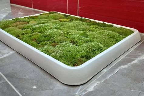 Do You Need a Living Moss Rug? | Family Handyman Big House Design, Moss Bath Mat, Bathroom Rug Decor, Jungle Bathroom, Moss Rug, Indoor Outdoor Bathroom, Moss Plant, Outdoor Bathroom, Natural Ecosystem