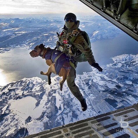 Military dog jumps off plane ✈️ Would you jump ? (by ©Sgt. Manuel J. Martinez, U.S. Air Force) Military Service Dogs, Lode A Dio, Military Working Dogs, Military Special Forces, Military Dogs, Military Soldiers, Special Ops, Police Dogs, Belgian Malinois