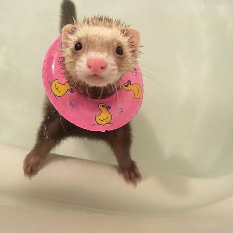 Baby Ferrets, Funny Ferrets, A Ferret, Pet Ferret, Cute Ferrets, Animals Farm, Nct Mark, Pool Time, Silly Animals