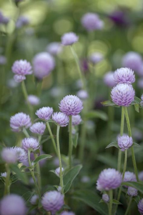 Gomphrena globosa, 'Rose' Flowers For Drying, Plant Wildflower Seeds, Gomphrena Globosa, Starflower Scabiosa, Scabiosa Fata Morgana, Summer Containers, Helenium Sahin's Early Flowerer, Atomic Purple Gomphrena, Globe Amaranth