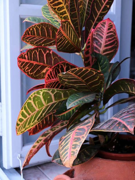 Croton Large Houseplant | Huge Houseplants That Make a Statement Plants With Colorful Leaves, Croton Plant Care, Croton Plant, Tall Indoor Plants, Indoor Plants Low Light, Small Indoor Plants, Yucca Plant, Inside Plants, Best Indoor Plants