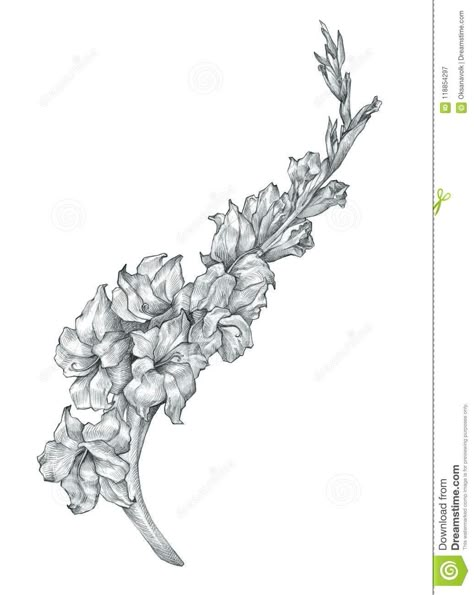 Beautiful Pencil Gladiolus Flower Drawing Sketch Illustration Stock Illustration - Illustration of design, black: 118854297 Gladiolus Flower Line Drawing, Black And White Gladiolus Tattoo, Gladiolus Drawing Tattoo, Gladiolus Rib Tattoo, Gladiolas Drawing, Gladiolus Tattoo Black And White, Gladiolus Flower Drawing Tattoos, Gladiolus Flower Tattoo Design, Gladiolus Flower Drawing Simple