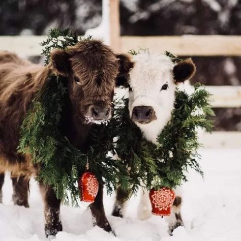 I Love Cows, Mini Highland Cow, Christmas On The Farm, Pet Cows, Cow Photography, Christmas Wallpaper Iphone Cute, Cow Wallpaper, Heartwarming Pictures, Cow Photos