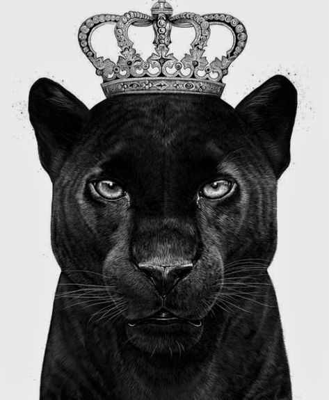 Black Panther, The King, Panther, Queen, White, Black