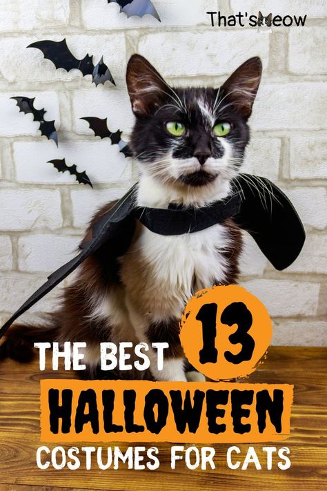 halloween costumes for cats Halloween Costumes For Cats Diy, Cute And Funny Halloween Costumes, Cat Costumes For Cats, Old Man Halloween Costume, Kitten Halloween Costume, Hello Kitty Pics, Cat Costume Ideas, Halloween Costumes For Cats, Halloween Costumes Cat