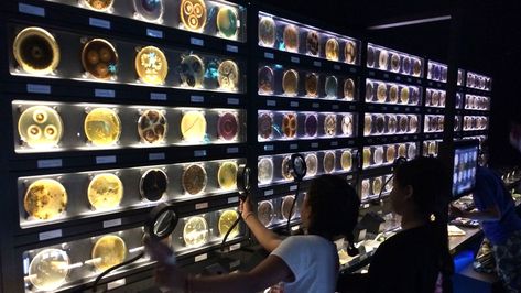 Ed Yong explores Micropia, a museum in Amsterdam that honors microorganisms and their contribution to the human microbiome. Small Museum, Museum Exhibition Design, Interactive Museum, Nature Museum, Museum Displays, Wakayama, Exhibition Display, Natural History Museum, Science Museum